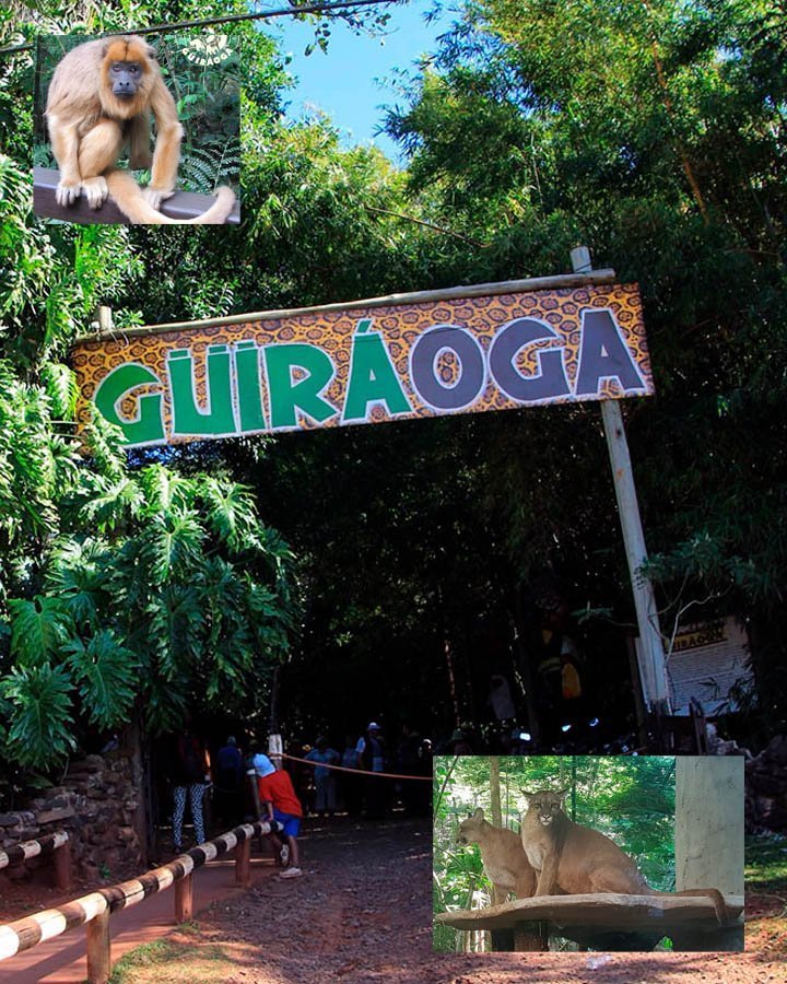 Guira Oga